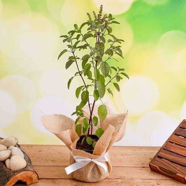 Tulsi Plant